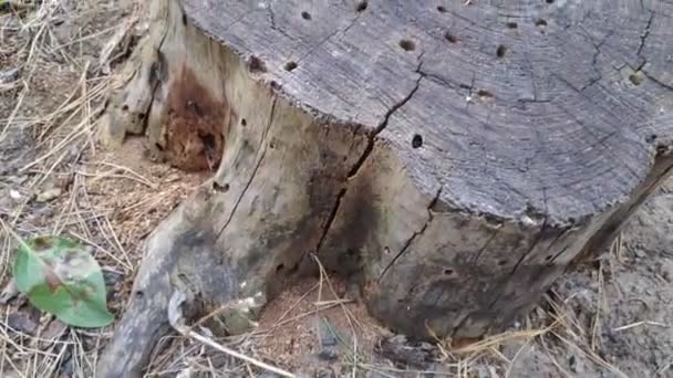 森の中の古い腐った切り株古い木の質感 — ストック動画