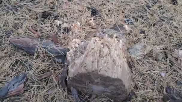 Starý Zkažený Pařez Lese Stará Textura Dřeva — Stock video