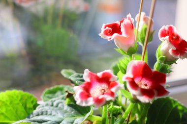Pencere kenarında güzel bir çiçek. Saksıda gloxinia