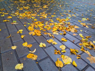 Sarı sonbahar yaprakları kaldırımda