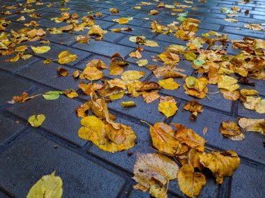 Sarı sonbahar yaprakları kaldırımda