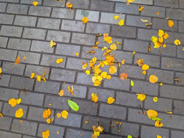 Żółte Liście Jesieni Chodniku — Zdjęcie stockowe
