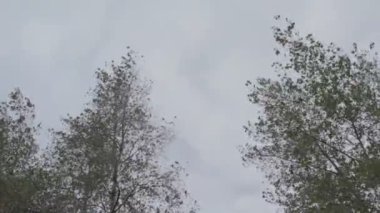 Doğal sonbahar manzarası. Kötü bir gün. Yağmurdan önce hava..
