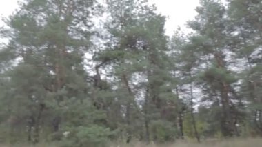 Doğal sonbahar manzarası. Kötü bir gün. Yağmurdan önce hava..