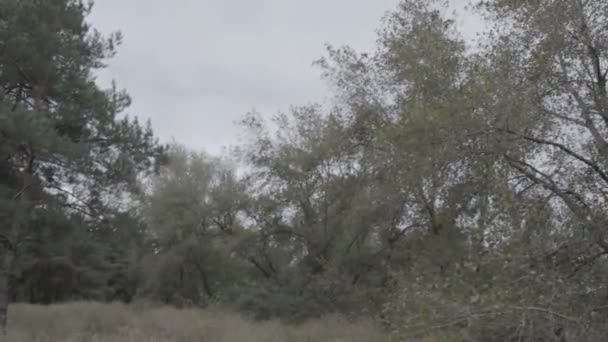 Naturligt Höstlandskap Det Hemsk Dag Vädret Före Regnet — Stockvideo