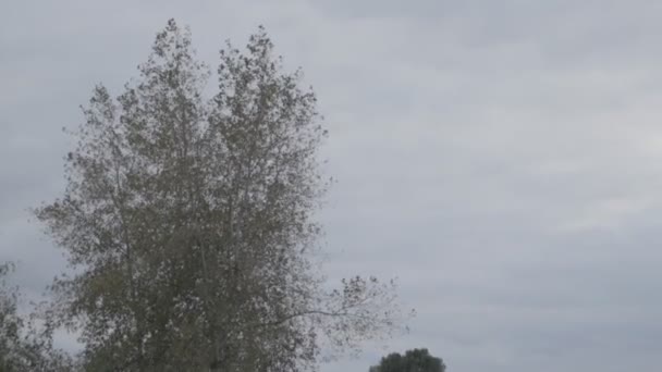 Naturligt Höstlandskap Det Hemsk Dag Vädret Före Regnet — Stockvideo