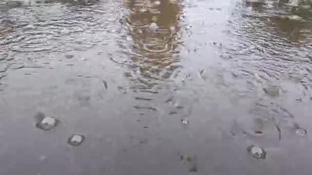 Regen Plas Regendruppels Herfstregen — Stockvideo