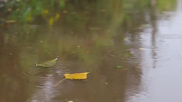Regen Und Pfützen Regentropfen Herbstregen — Stockvideo