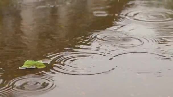 Regen Und Pfützen Regentropfen Herbstregen — Stockvideo