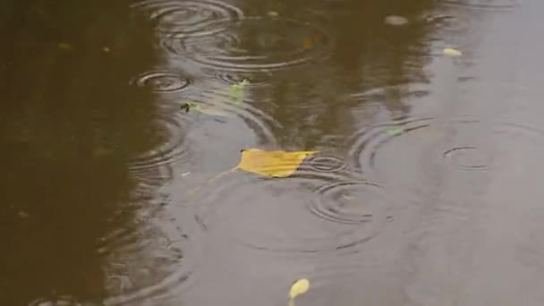Дощ Калюжа Краплі Дощу Осінній Дощ — стокове відео