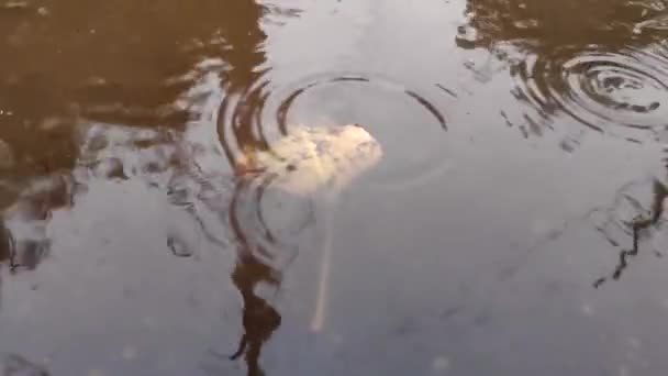 Gotas Lluvia Charco Vídeo Cámara Lenta — Vídeo de stock