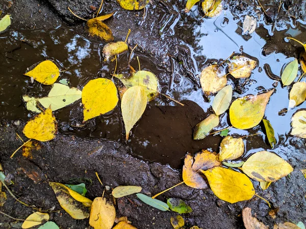 Hojas Otoño Charco Sucio — Foto de Stock