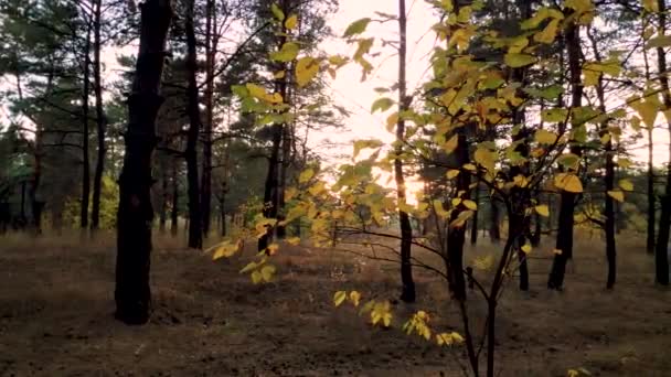 Árvore Bonita Com Folhas Amarelas Outono Floresta — Vídeo de Stock