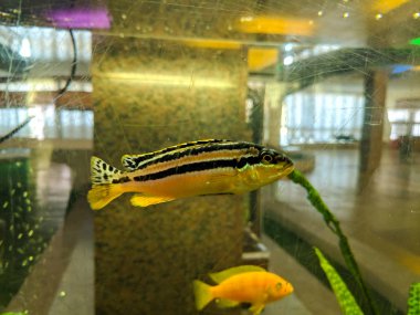 Güzel balıklı büyük bir akvaryum..