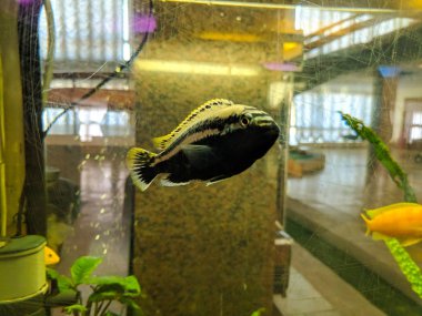 Güzel balıklı büyük bir akvaryum..