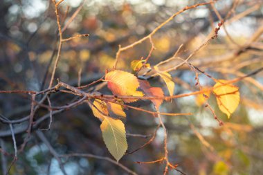 Güzel, parlak sonbahar yaprakları. Sarı o turuncu sonbahar yaprakları.