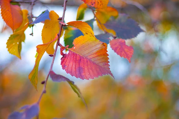 Hermosas Hojas Brillantes Otoño Amarillo Naranja Hojas Otoño — Foto de Stock