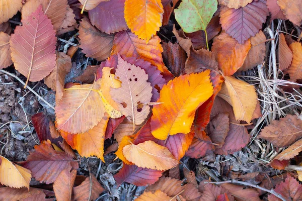 Belle Foglie Autunno Luminose Foglie Autunno Giallo Arancio — Foto Stock