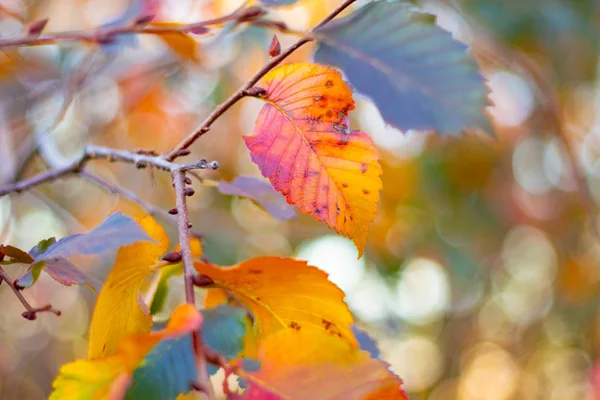 Hermosas Hojas Brillantes Otoño Amarillo Naranja Hojas Otoño —  Fotos de Stock