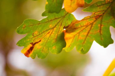 çok renkli sonbahar yaprakları. Ağaçtaki son yapraklar.