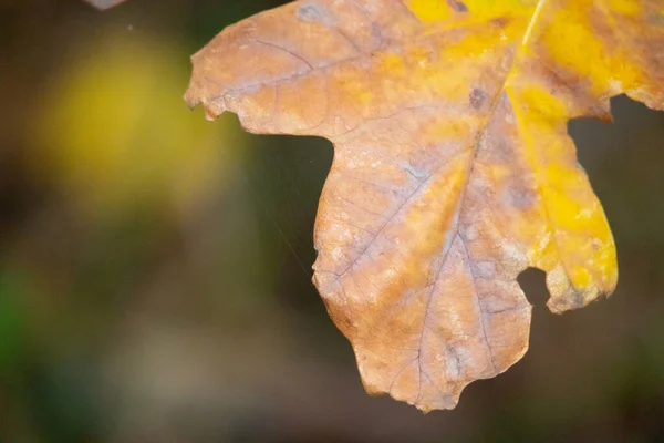 Meerkleurige Herfstbladeren Laatste Bladeren Aan Een Boom — Stockfoto