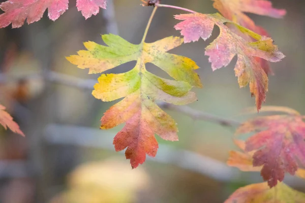 multi-colored autumn leaves. last leaves on a tree.