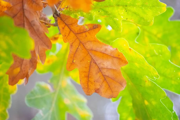 multi-colored autumn leaves. last leaves on a tree.