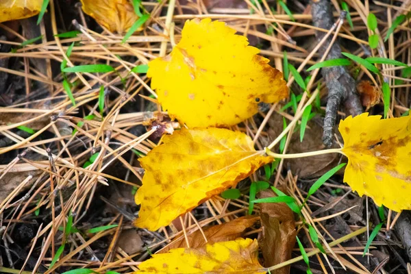 Multi Colored Autumn Leaves Last Leaves Tree — Stock Photo, Image