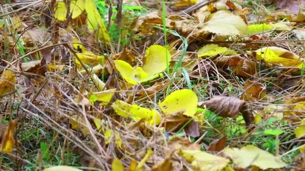 Folhas Outono Uma Árvore Últimas Folhas Outono Coloridas Folhas Secas — Vídeo de Stock