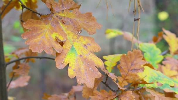 秋天的树叶落在树上 最后一片五彩缤纷的秋天树叶 — 图库视频影像