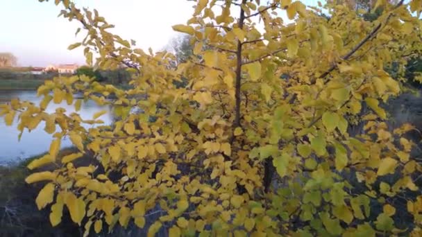 Schwarze Landschaft Mit Einem Fluss Herbstlandschaft Abend — Stockvideo