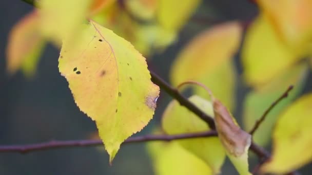 Las Hojas Otoñales Sobre Árbol Últimas Hojas Otoño Colores Hojas — Vídeo de stock