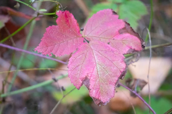 Meerkleurige Herfstbladeren Laatste Bladeren Aan Een Boom — Stockfoto