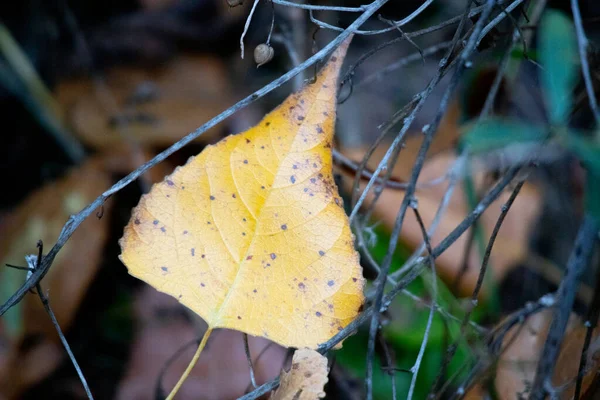 Bunte Herbstblätter Letzte Blätter Auf Einem Baum — Stockfoto