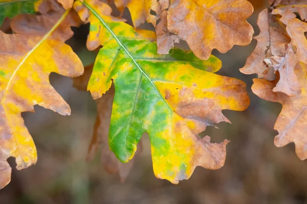 multi-colored autumn leaves. last leaves on a tree.