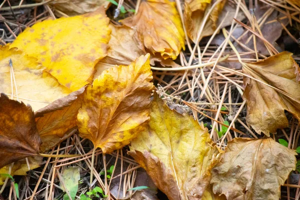 Bunte Herbstblätter Letzte Blätter Auf Einem Baum — Stockfoto