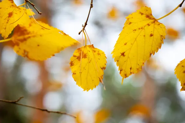 색깔의 나뭇잎 나무의 마지막 — 스톡 사진