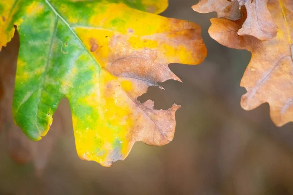 Πολύχρωμα Φθινοπωρινά Φύλλα Τελευταία Φύλλα Ένα Δέντρο — Φωτογραφία Αρχείου