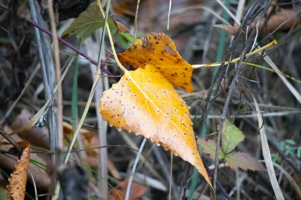 Meerkleurige Herfstbladeren Laatste Bladeren Aan Een Boom — Stockfoto