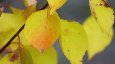 Ağaçta sonbahar yaprakları. son renkli sonbahar yaprakları. kuru yapraklar.