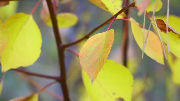 Herbstblätter Einem Baum Letzte Bunte Herbstblätter Trockenes Laub — Stockvideo