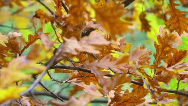 秋天的树叶落在树上 最后一片五彩缤纷的秋天树叶 — 图库视频影像