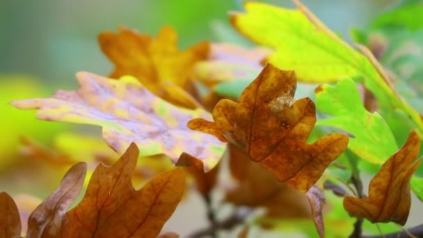 Ağaçta Sonbahar Yaprakları Son Renkli Sonbahar Yaprakları Kuru Yapraklar — Stok video