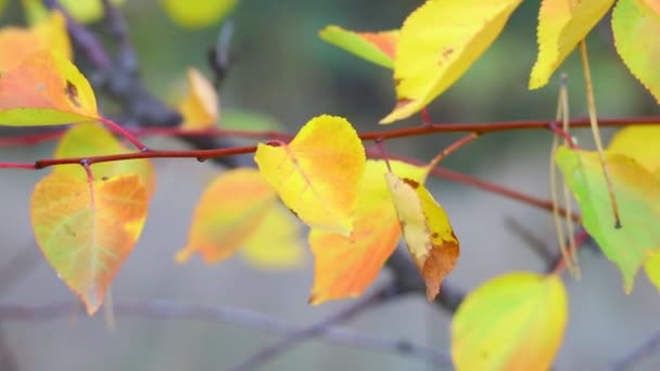 Podzimní Listí Stromě Poslední Barevné Podzimní Listí Suché Listy — Stock video