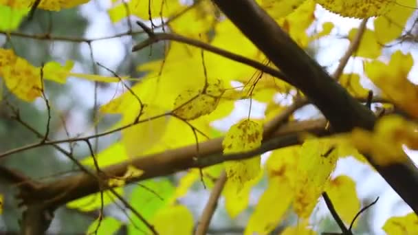 Herbstblätter Einem Baum Letzte Bunte Herbstblätter Trockenes Laub — Stockvideo