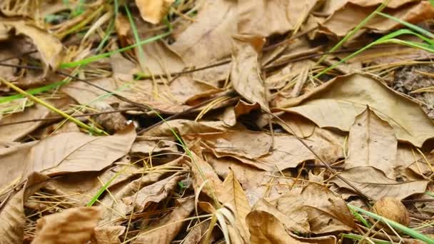 Herbstblätter Einem Baum Letzte Bunte Herbstblätter Trockenes Laub — Stockvideo