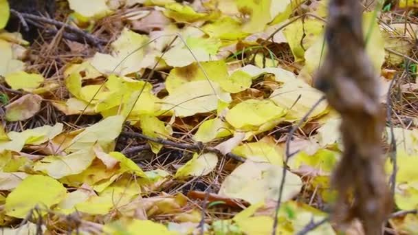 Herfstbladeren Aan Een Boom Laatste Kleurrijke Herfstbladeren Droge Bladeren — Stockvideo