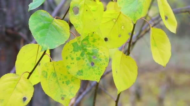 Herbstblätter Einem Baum Letzte Bunte Herbstblätter Trockenes Laub — Stockvideo