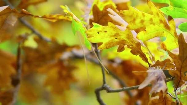 Folhas Outono Uma Árvore Últimas Folhas Outono Coloridas Folhas Secas — Vídeo de Stock