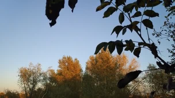 Paesaggio Nero Con Fiume Paesaggio Autunnale Sera — Video Stock